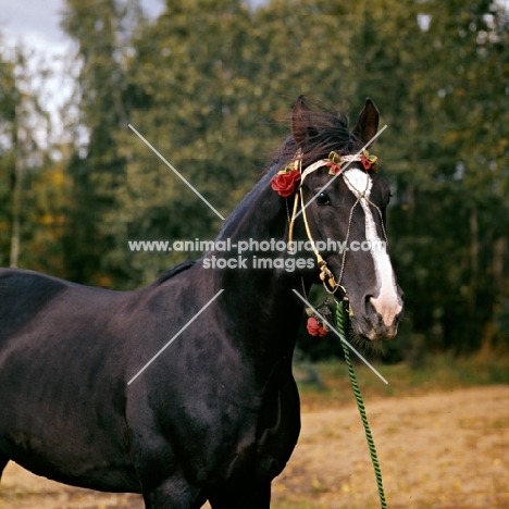 kolchedan, russian trotter at  moscow no. 1 stud