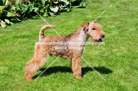 Lakeland Terrier, side view