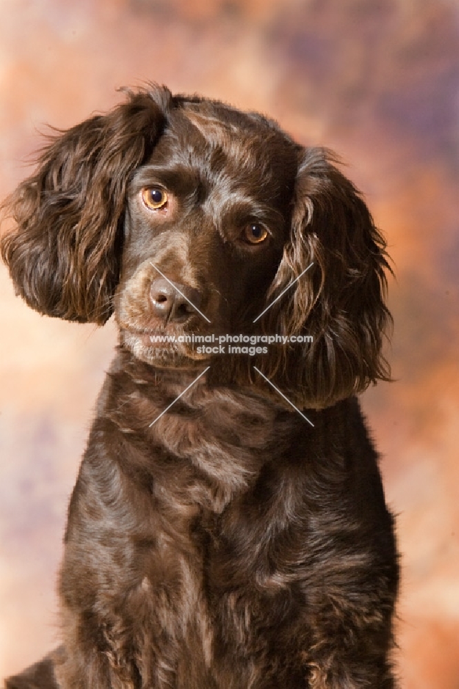 Boykin Spaniel in studio