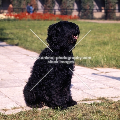 black russian terrier at moscow zoo 