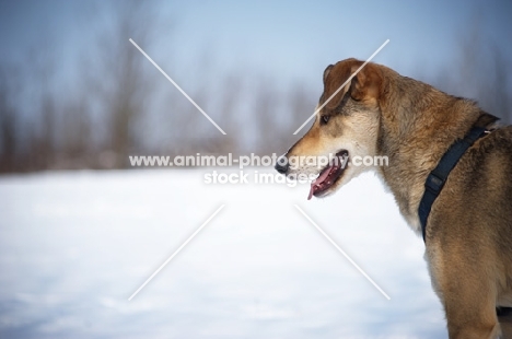 profile shot of a czechoslovakian wolfdog cross on a snow background
