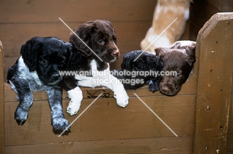 four brittany puppies in a wooden box