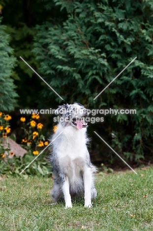 Blue merle Australian Shepherd sitting on grass.