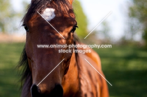 Arabian standing in the shadows