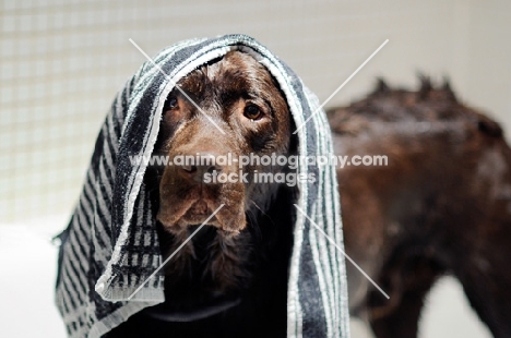 labrador dog with towel on head