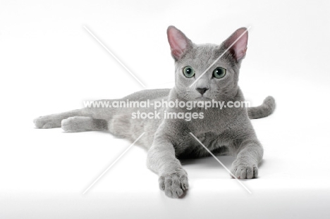 russian blue cat lying down