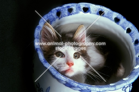 cute kitten in a vase