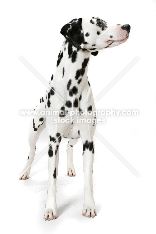 Dalmatian on white background, looking aside