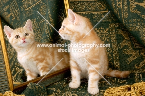 kitten looking at mirror in amazement