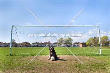 Dog with football sitting in front of goal
