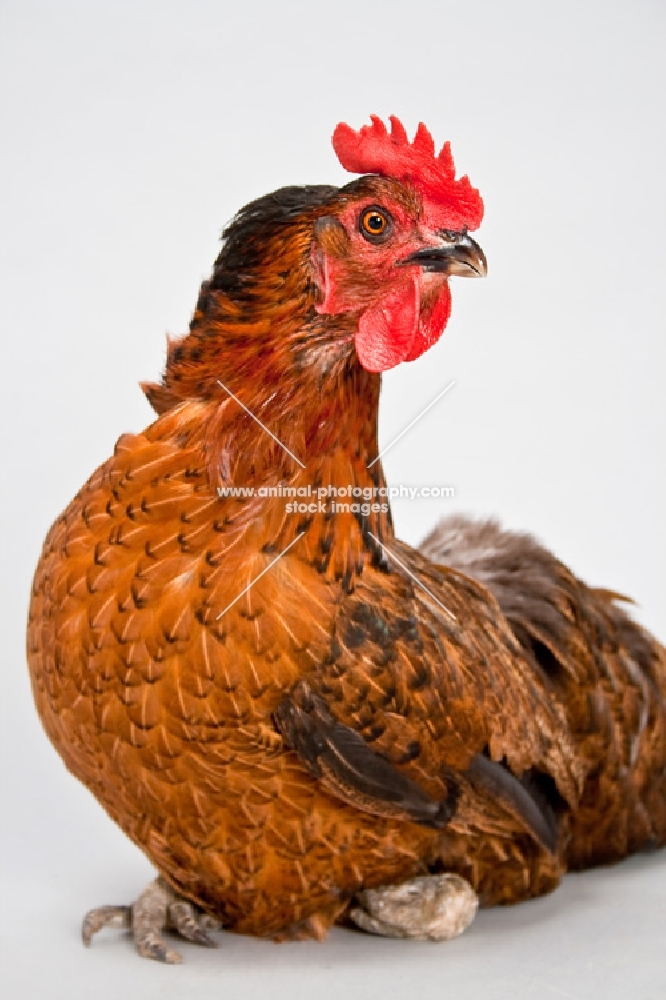 Mixed breed hen sitting in studio.