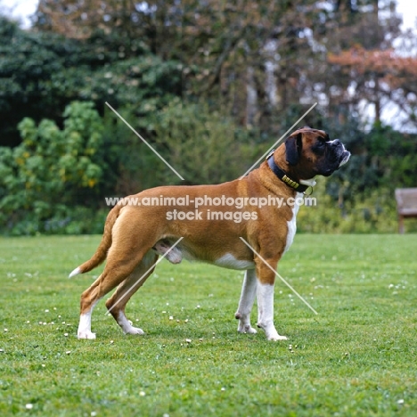 undocked boxer standing on grass
