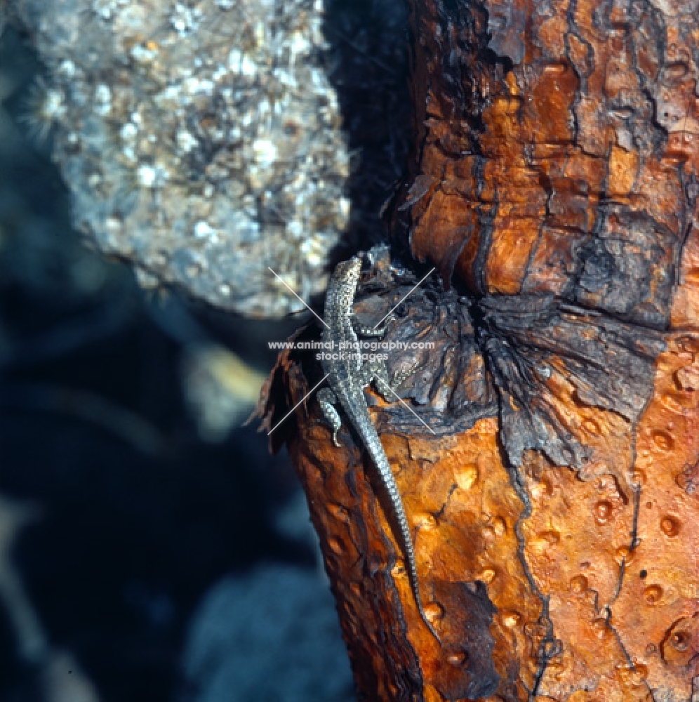 lava lizard  on cactus on south plaza island, galapagos islands