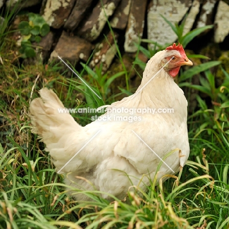 croad langsham cross hen