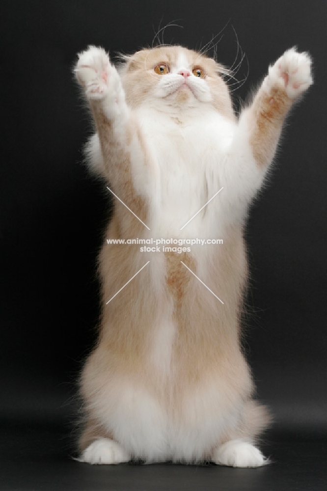Scottish Fold Longhair, Cream Mackerel Tabby & White, reaching up