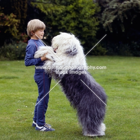 old english sheepdog standing on hind legs with a boy