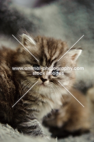 Scottish Fold kitten (straight eared).