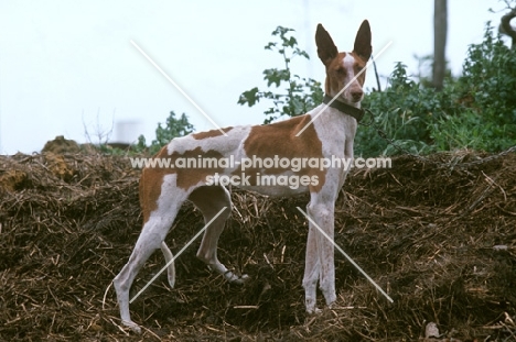 Podenco Canario aka Canary Islands Hound, Canary Island Warren Hound, Canarian Warren Hound.