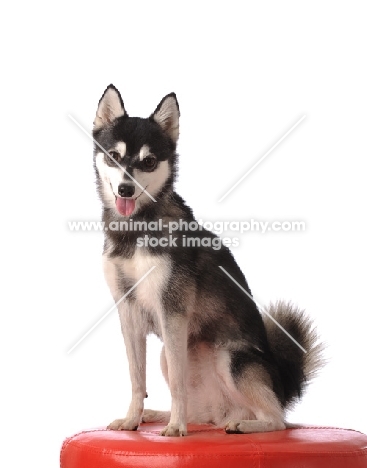 Alaskan Klee Kai dog sitting down