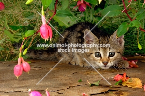 curious kitten