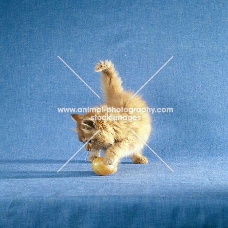 red tabby long hair kitten