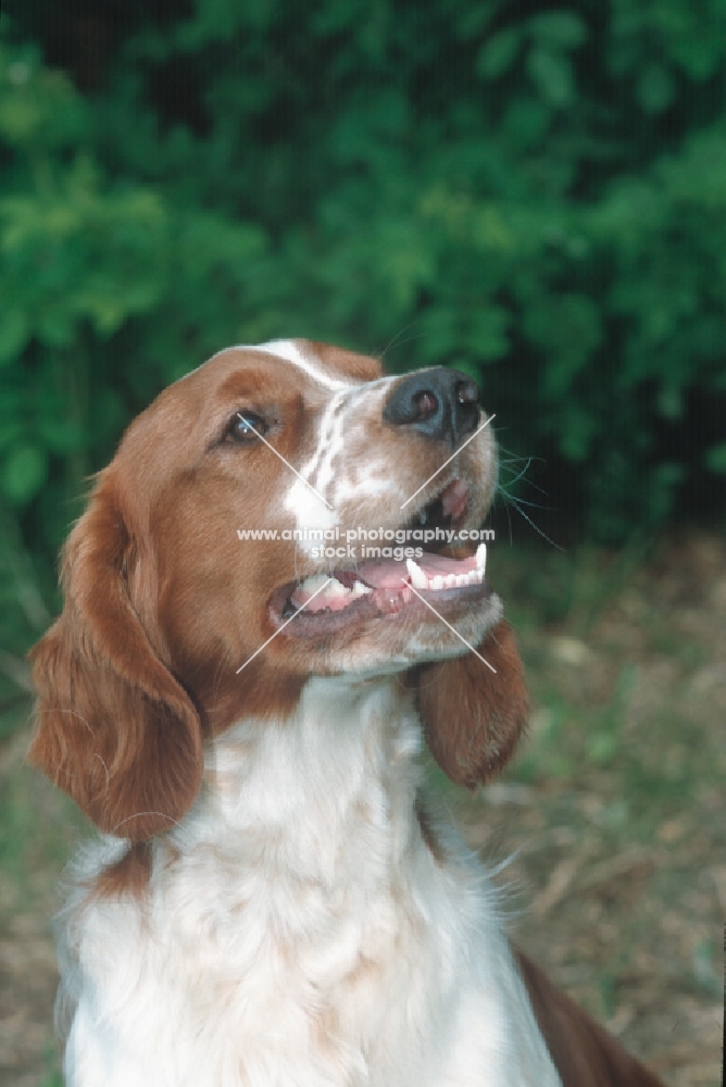 welsh springer spaniel, looking up