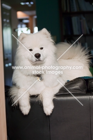 Samoyed at home