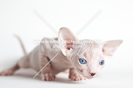 blue eyed sphynx kitten looking  doing push-ups