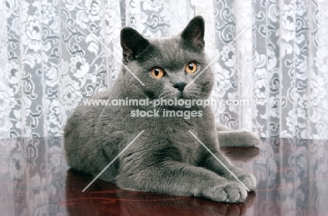 blue british shorthair cat at home