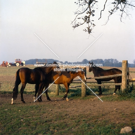 group of Danish Warmbloods