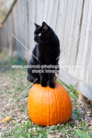 black cat sitting on pumpkin