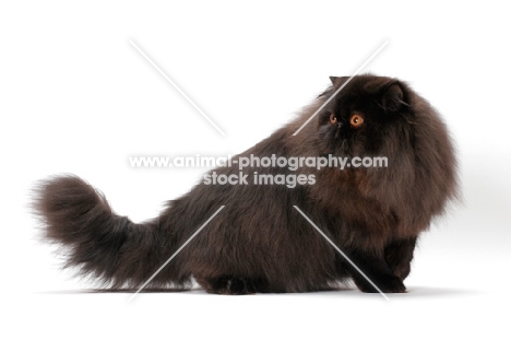 black Persian standing on white background