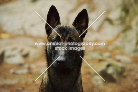 Malinois front view, head study