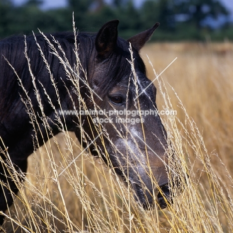 surprise, 30 year old new forest pony, portrait with dry grass,
