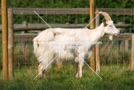 Golden Guernsey goat side view