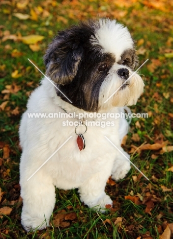 Shih Tzu sitting down