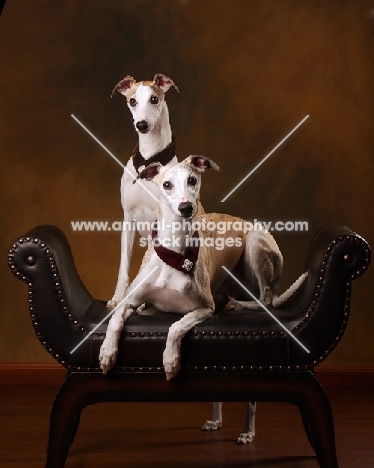 two Whippets posing in studio