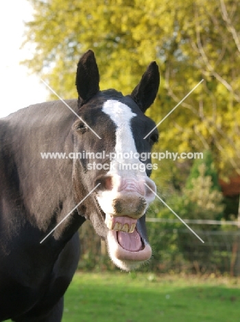 Cob laughing