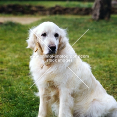 groomed pet golden retriever, in a series with the same dog ungroomed