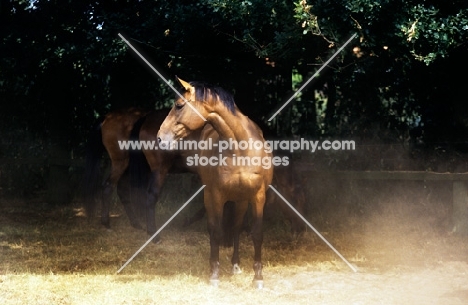 oldenburg horse