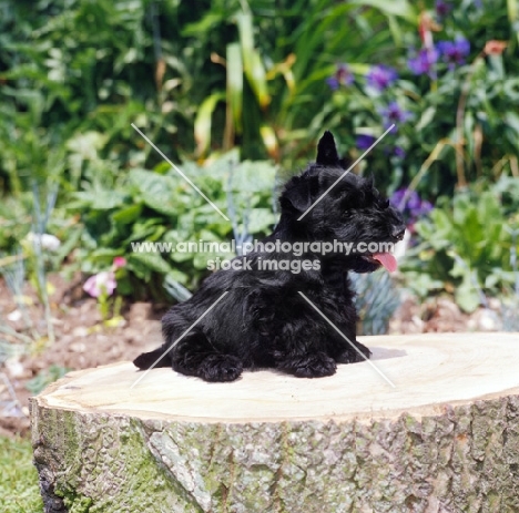 scottish terrier puppy sat on a log