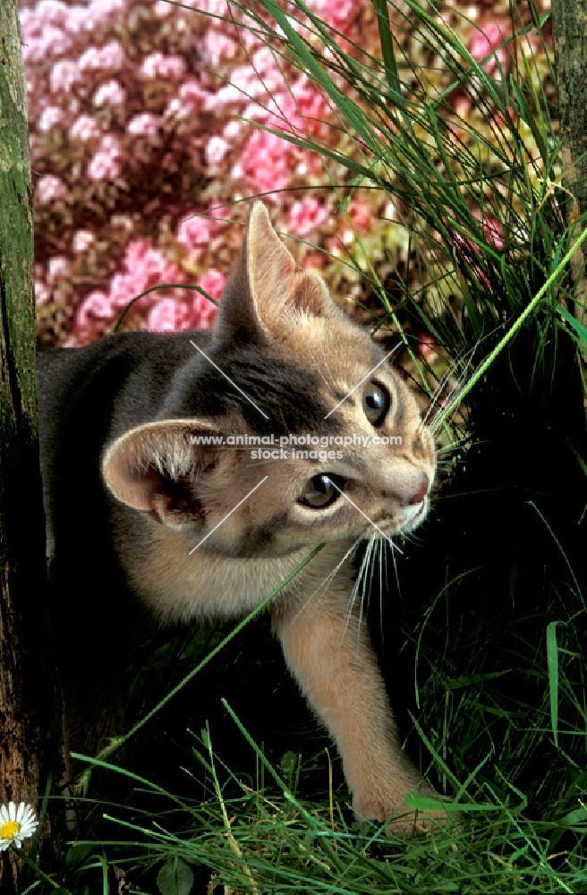 blue Abyssinian kitten biting grass