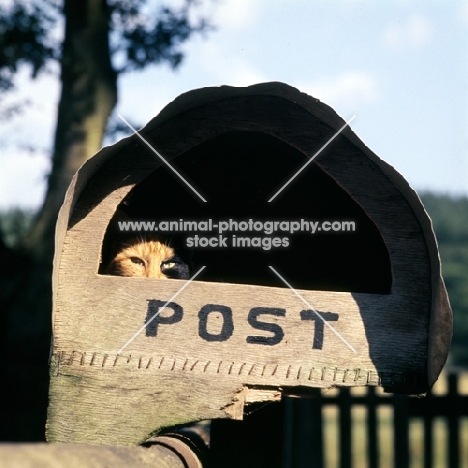 cat lurking in a post box