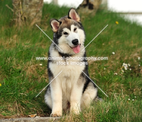 Alaskan Malamute