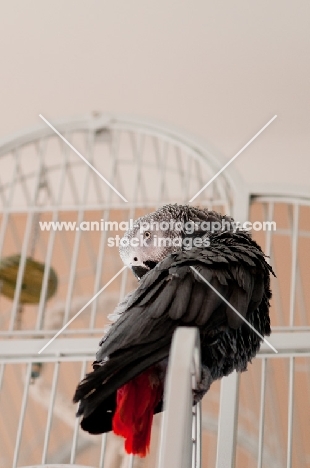 African Grey Parrot on cage door