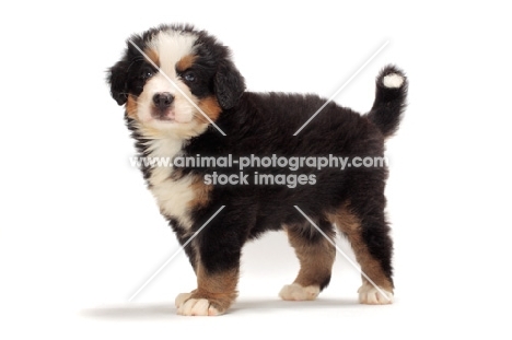 bernese Mountain dog puppy