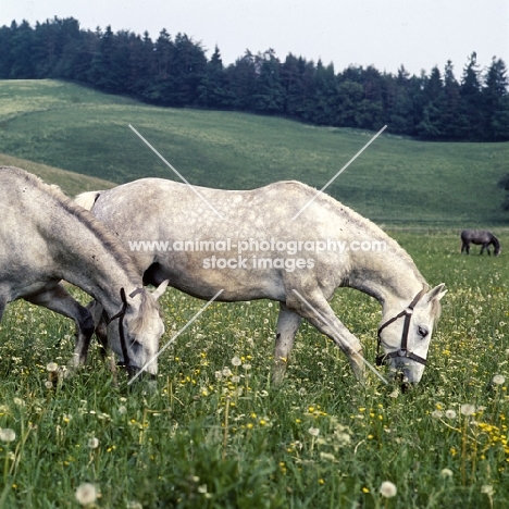 Lipizzaner colts in the summer pasture at stubalm, piber