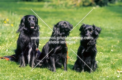 Three Markiesjes on grass