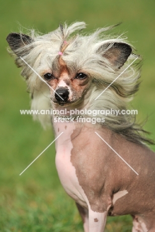 Chinese Crested Dog portrait