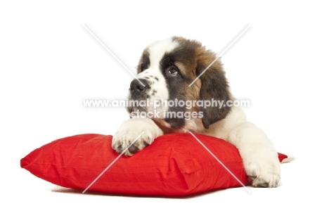 young Saint Bernard on red cushion